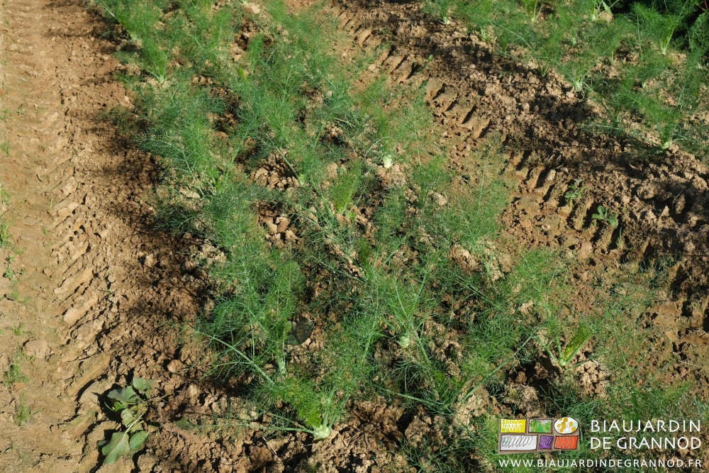 photo proche de 3 rangs de fenouil binés, avec un Rumex coupé et soulevé de terre par la lame de binage
