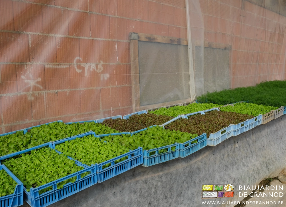 photo d'une cinquantaine de caisses de mottes de fenouil et salade sur tablette dans la serre adossée au bâtiment brique