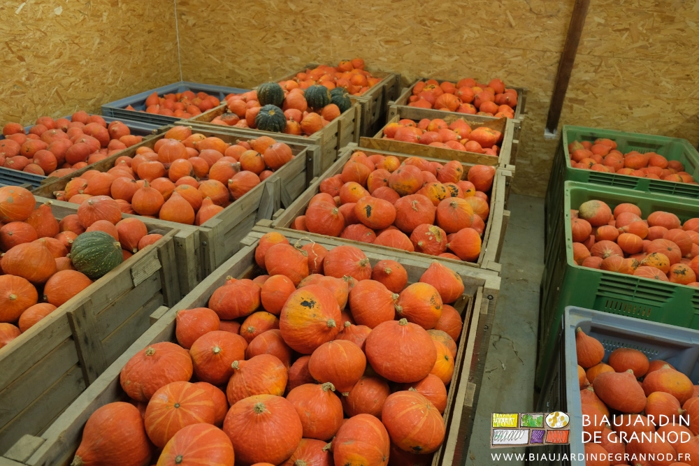photo du local ventilé pour conservation des divers courges avec 15 palox de potimaron orange