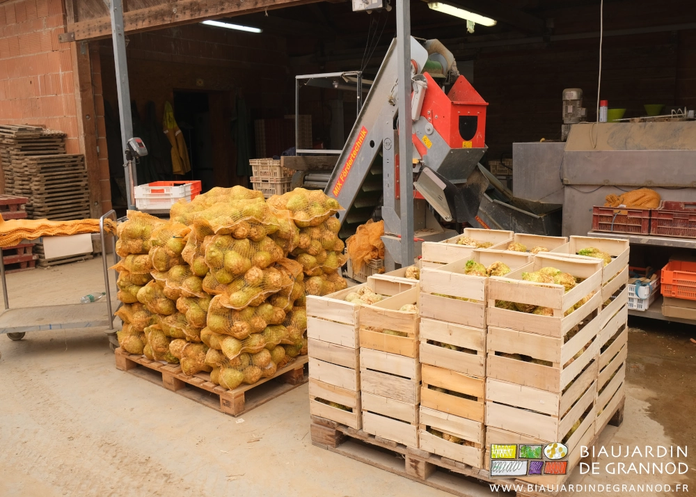 photo d'une palette de céleri-rave en filets 10kg et une autre en caisses bois dans notre local de préparation des légumes