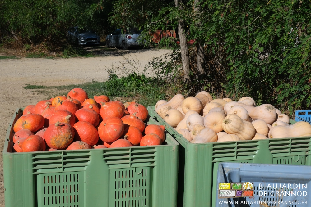 photo d'un palox de potimaron et un de courge butternut de beau calibre
