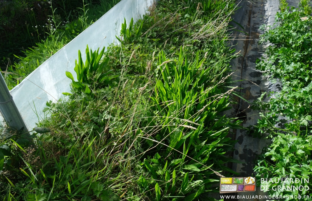 photo proche des longues feuilles d'un plantain dans la bordure d'un tunnel