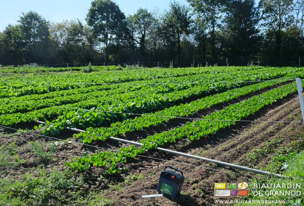 photo sous ciel bleu d'un carré de 16 planches de différentes variétés de chicorée pour automne et hiver