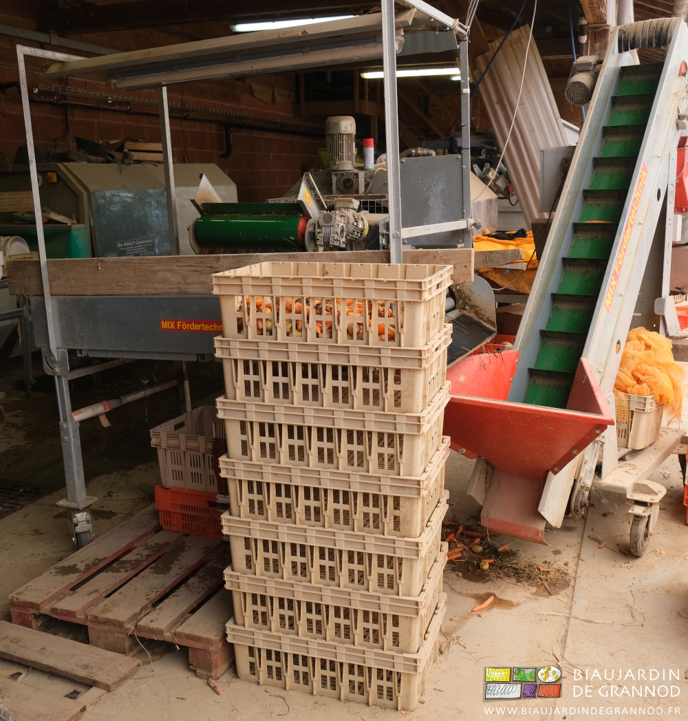 photo d'une pile de cagettes à côté de la table de tri, celle du dessus recevant les carottes écartées