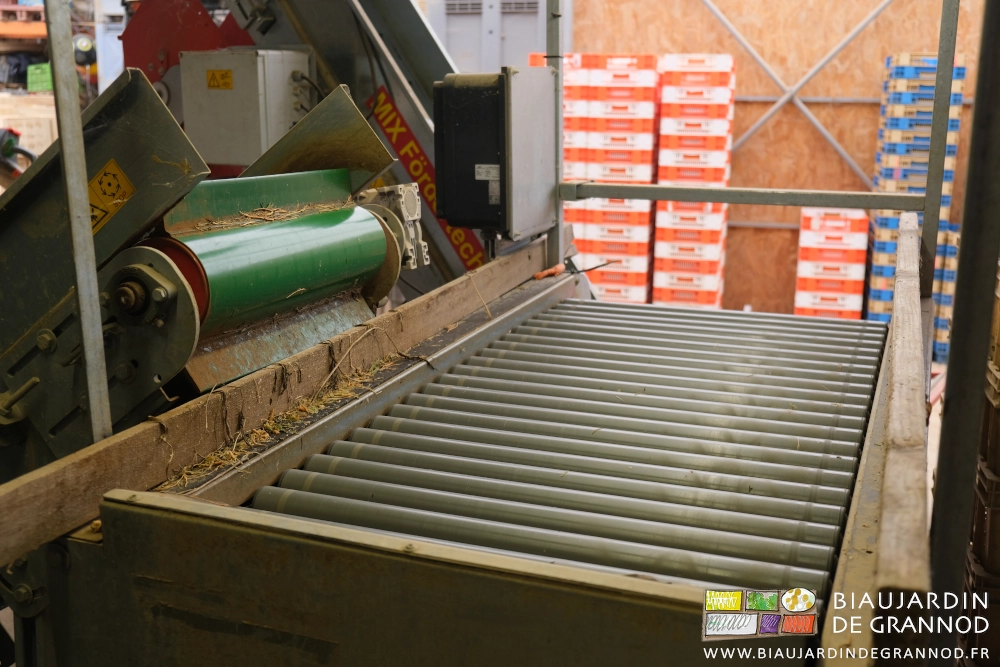 photo du tapis de rouleaux alimentés par le tapis élévateur en sortie de laveuse