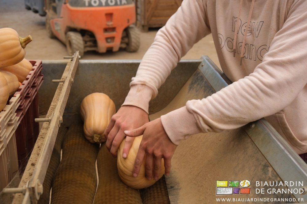 photo de courge tenue à 2 mains durant son brossage final
