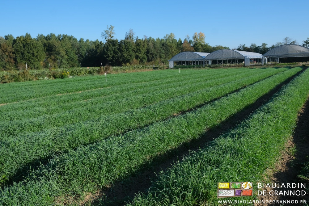 photo de carrés d'engrais vert en pousse très dynamique