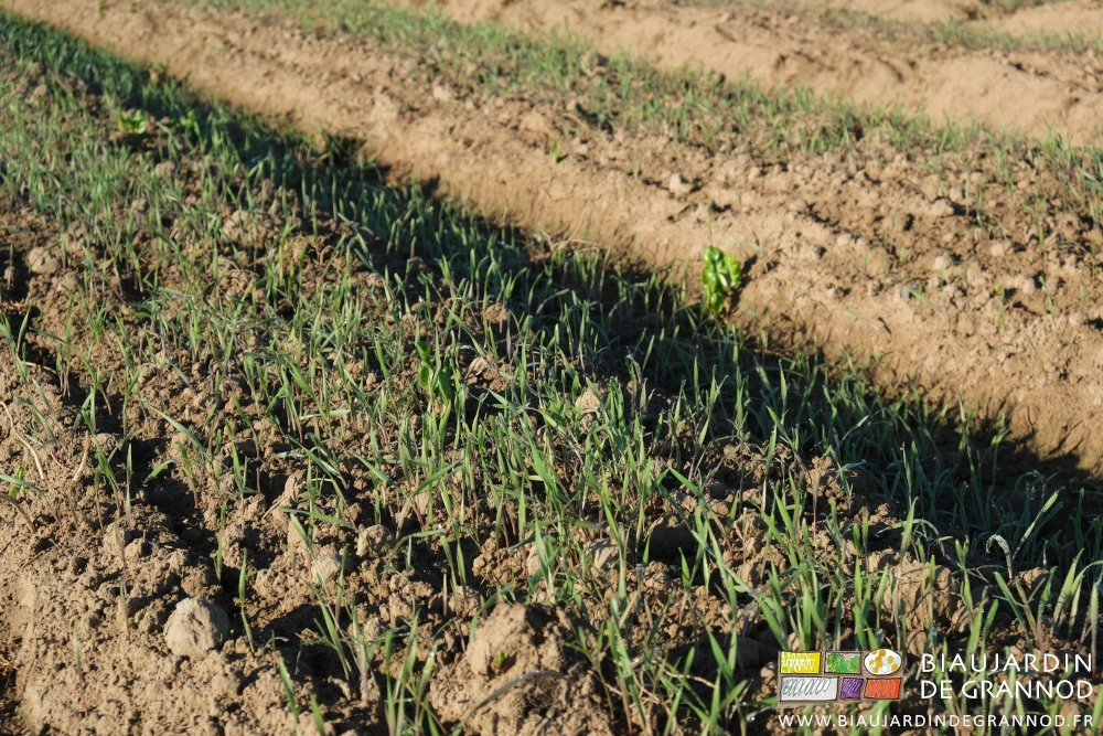 photo proche de seigle bien levé arrivant à 10 cm de hauteur
