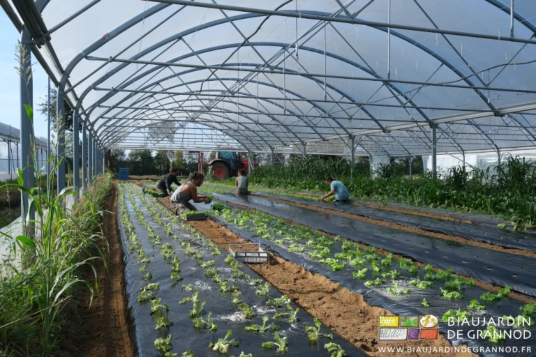 photo de 4 biaux jardiniers repiquant de la salade à ,la main sous tunnel par ciel bleu
