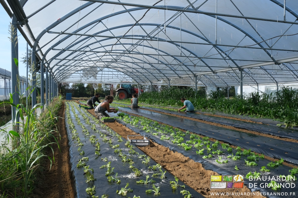 photo de 4 biaux jardiniers repiquant de la salade à ,la main sous tunnel par ciel bleu