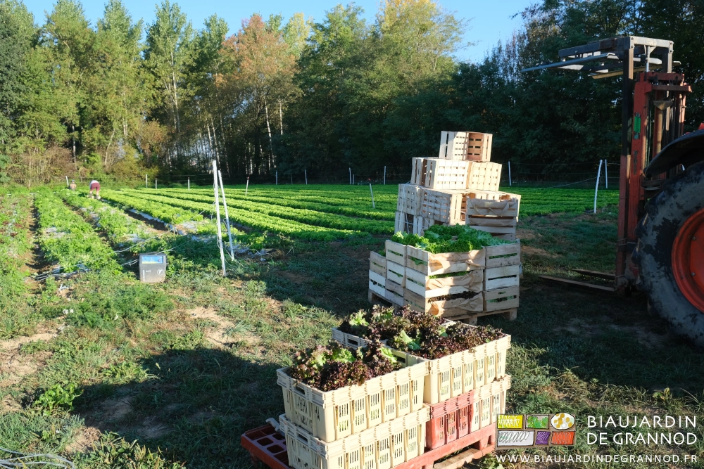 photo sur fond de haie bocagère des planches de batavia blonde ou brune en récolte en caisse bois