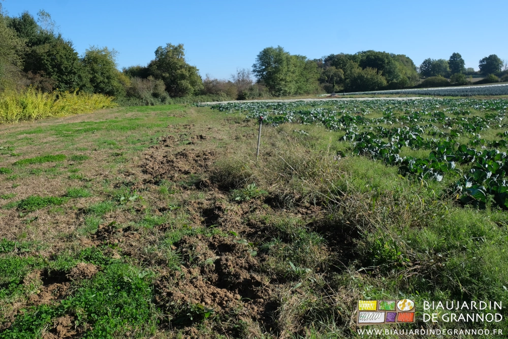 photo du bout du carré de choux cabus labouré par du sanglier