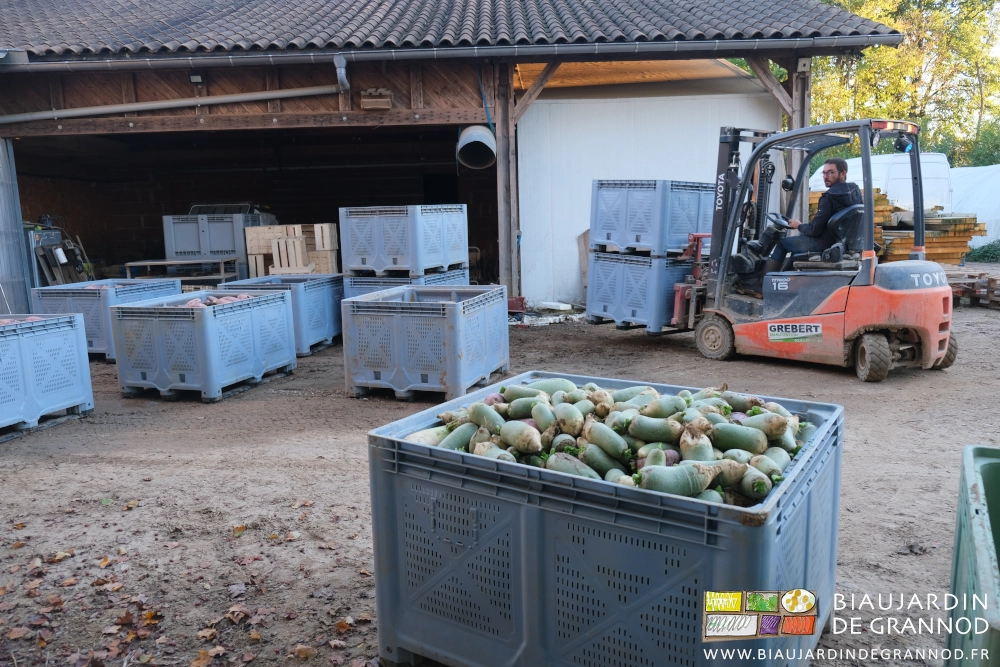 photo dans la cour de la combinaison en piles des diverses variétés de radis