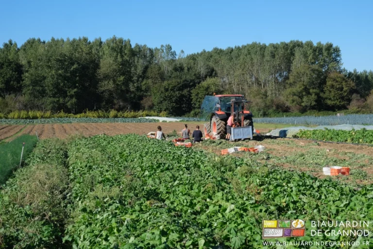 photo d'ensemble sous ciel bleu 4 personnes récoltent, parent en versent en palox des raids d'hiver sur fond de haies bocagères