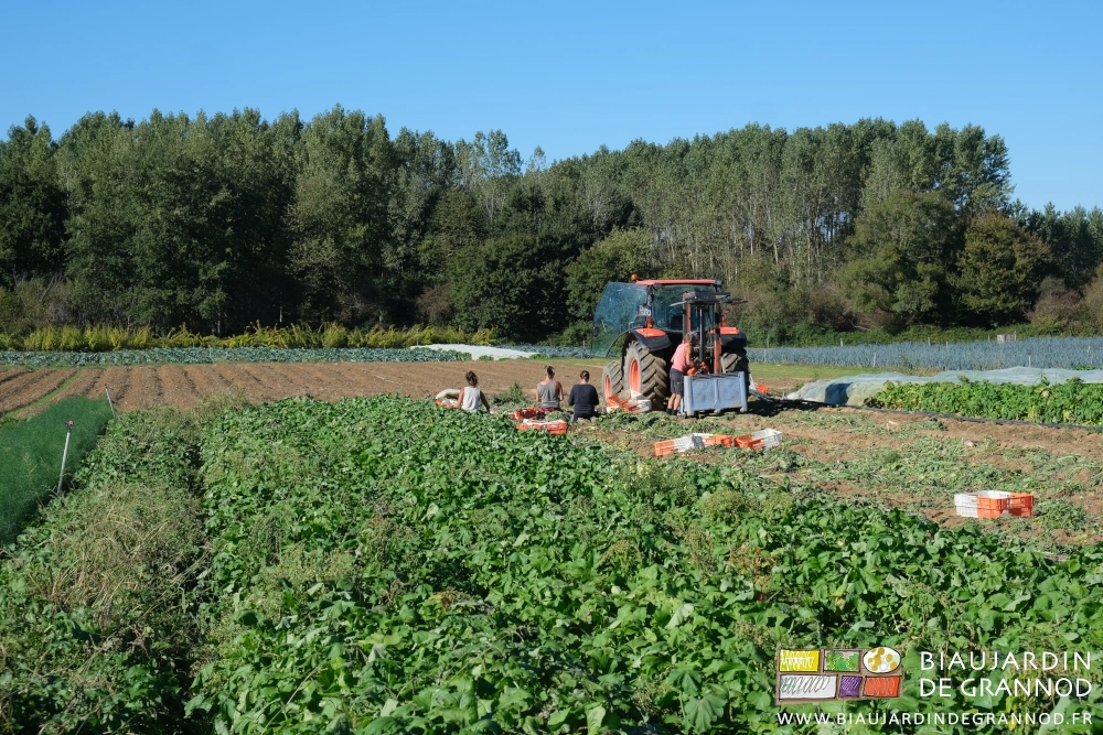 photo d'ensemble sous ciel bleu 4 personnes récoltent, parent en versent en palox des raids d'hiver sur fond de haies bocagères