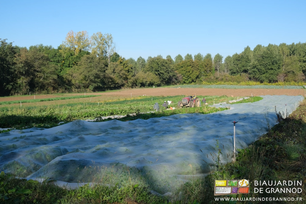 photo de loin de la parcelle entourée de haies, l'équipe récolte et les planches restantes sont encore protégées par leurs filets
