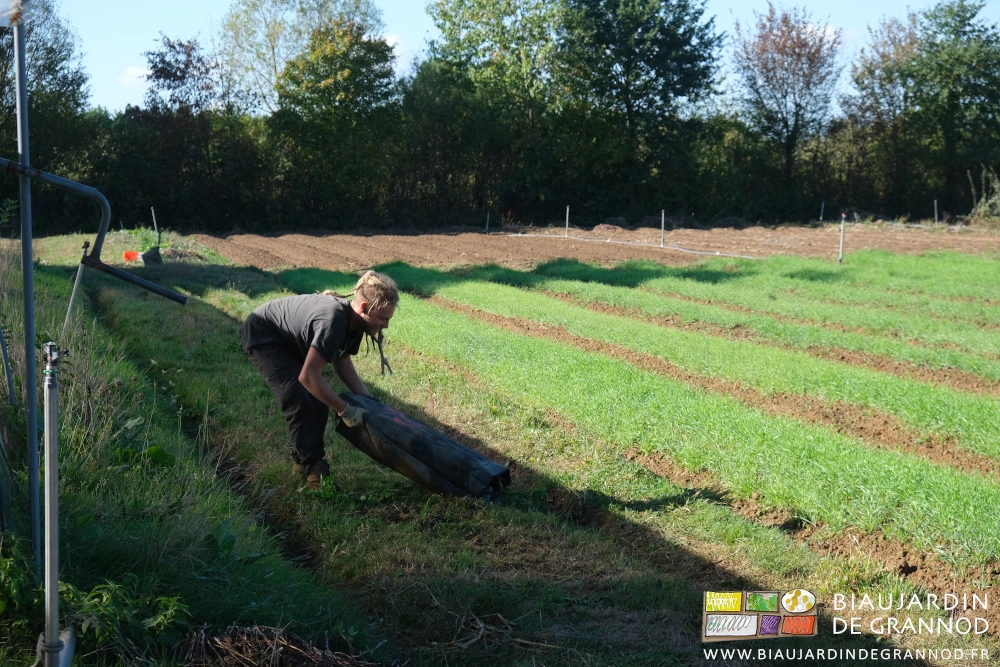 photo de Valentin pliant une toile d'allée en face du bi-tunnel de tomates dont il l'a sortie