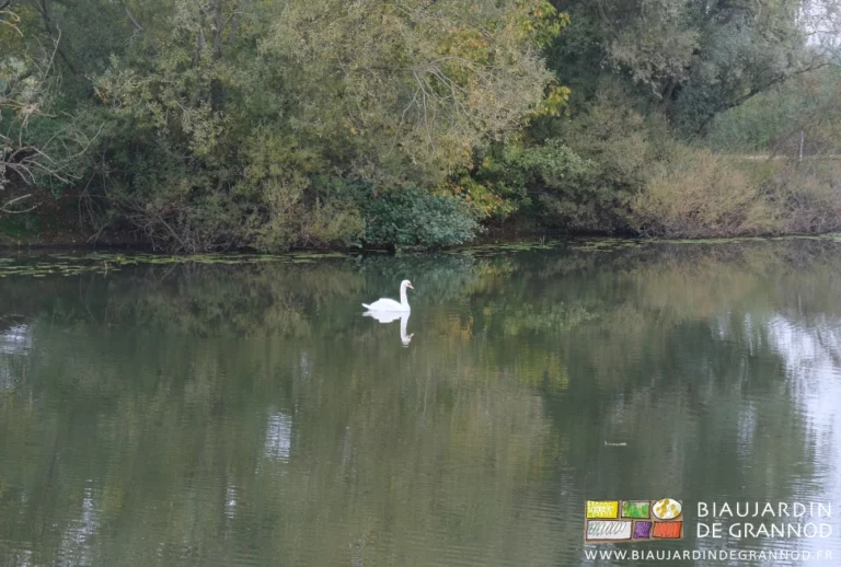 photo par temps gris d'un cygne tranquille sur la Seille sur fond de saules et érable negundo