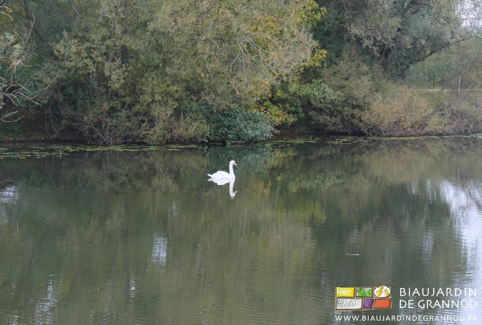photo par temps gris d'un cygne tranquille sur la Seille sur fond de saules et érable negundo