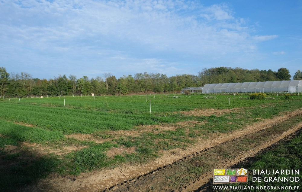 vue d'ensemble du jardin aux planches vertes de végétation semée pour incorporation printanière