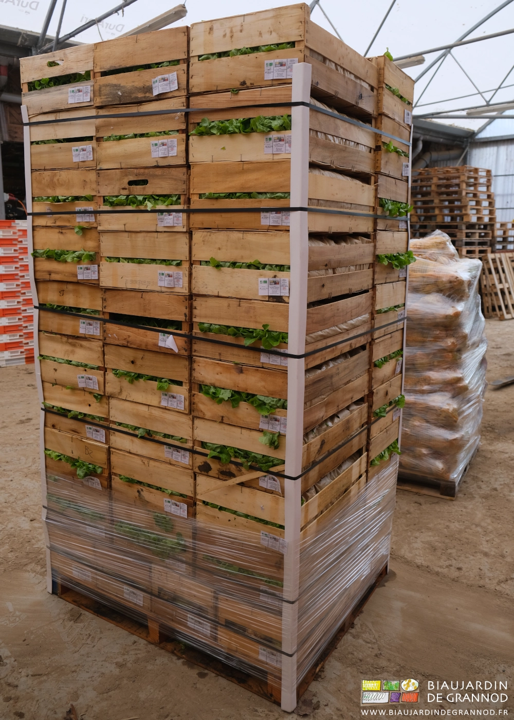 photo d'une palette de salades en caisse bois et d'une de sacs de céleri-rave