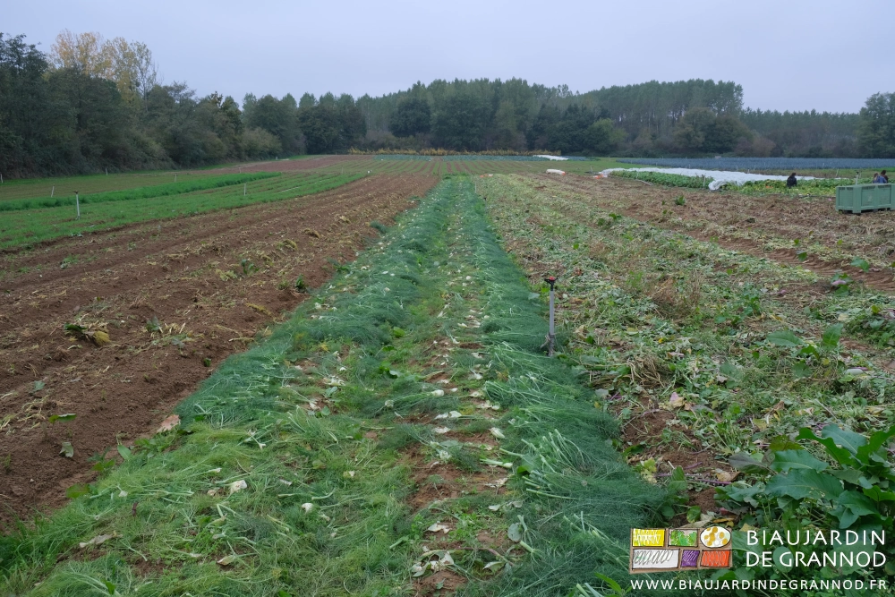 photo sous temps gris de 2 planches de fenouil couverts de leurs feuilles après récolte