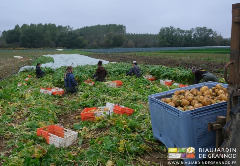 photo sous ciel humide de 4 Biaux Jardiniers à genoux pour la récolte du navet boule d'or