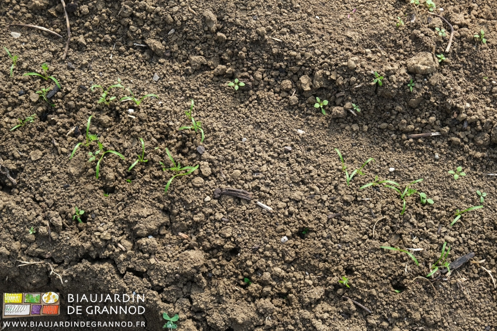 photo proche des carottes semées en rangs double et détail du trou laissé par la pression d'eau bouillante